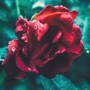 Meet your Posher, Mallory